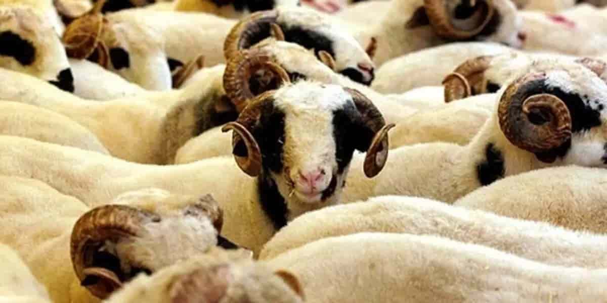 Kurban Bağışının Dindeki Yeri