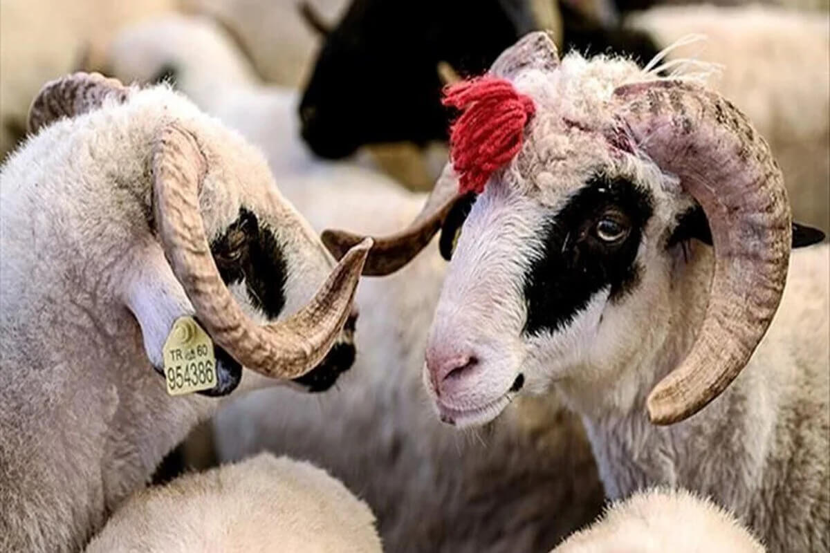 Adak Kurbanı Kesilmezse Ne Olur?