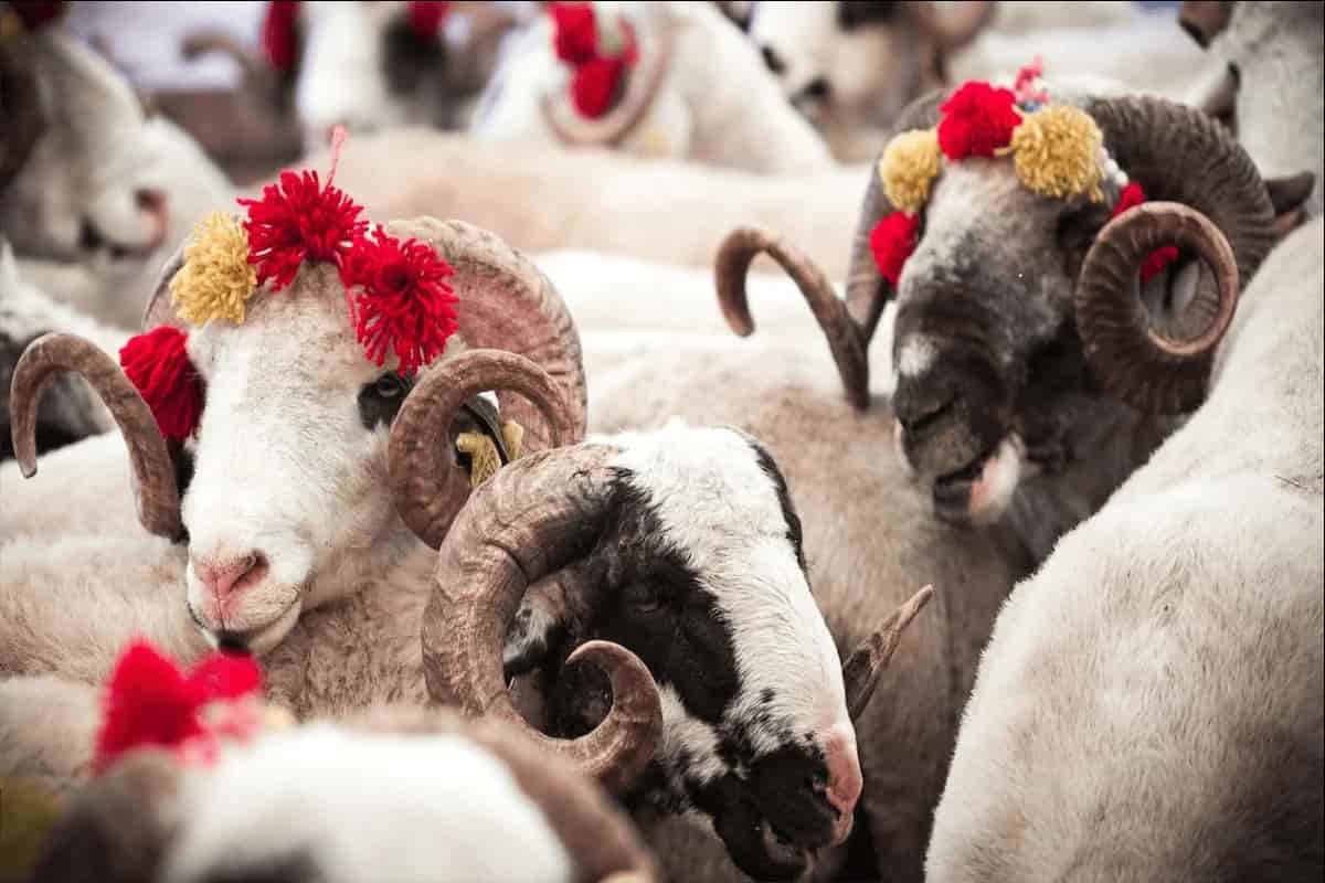 Adak Kurbanı Kesilmezse Ne Olur?