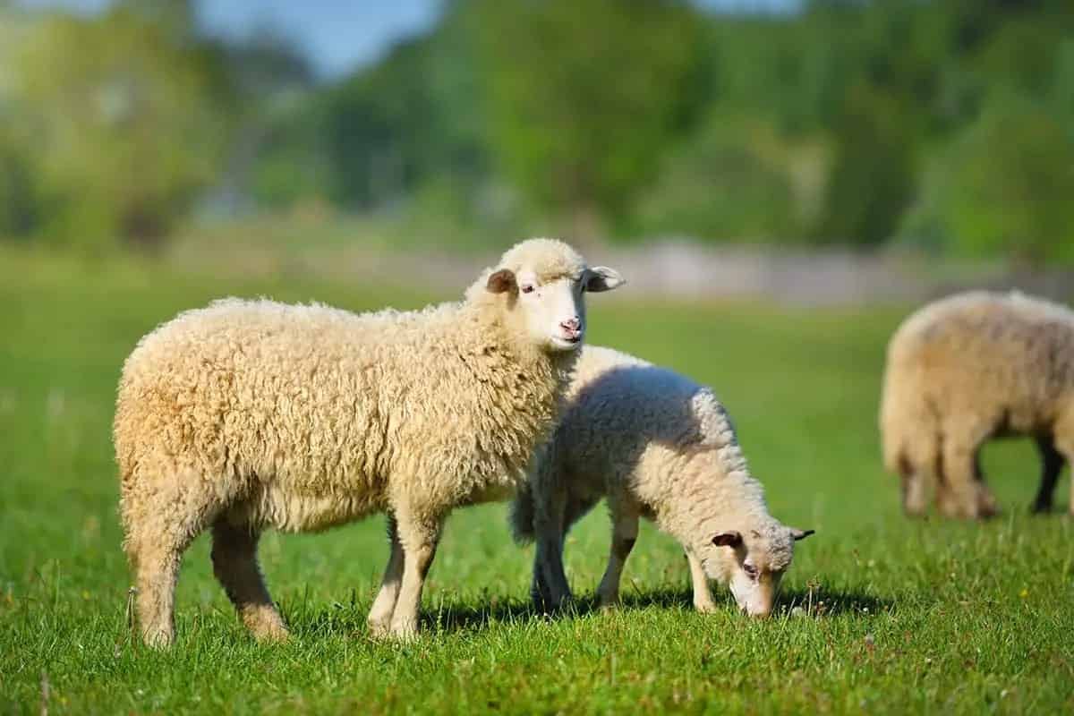 Adak Kurbanı Bağış yenir mi?