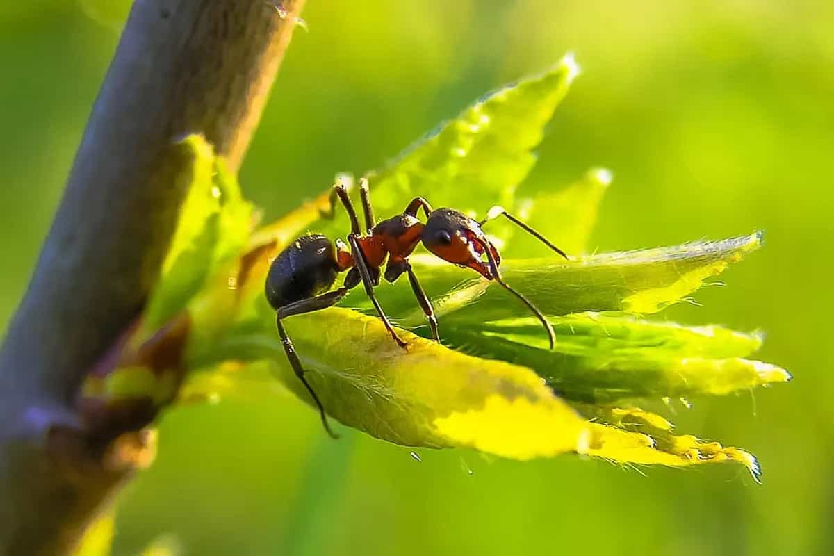 Karınca Duası Nedir? Karınca Duası Türkçe Anlamı ve Okunuşu