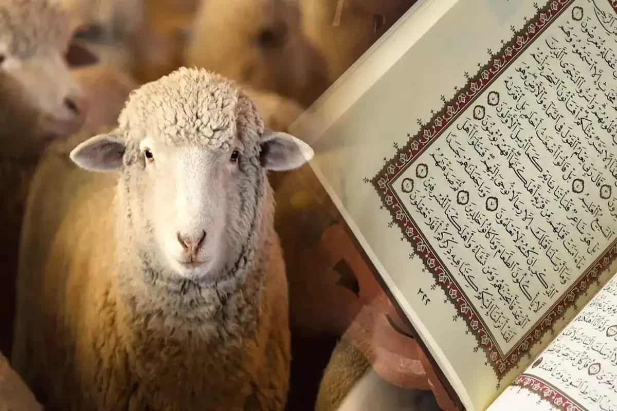 Allah rızasının kazanılması için kurban büyük bir fırsattır. Kurban ile İlgili Ayetler bize kurban kesmek ve kurban bağışı için yol gösterir.