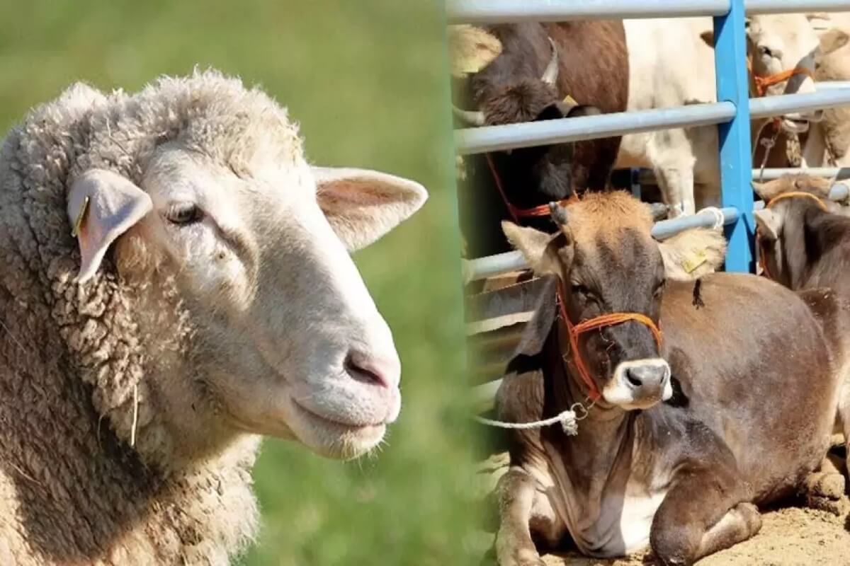 Kurban İbadeti Nedir?