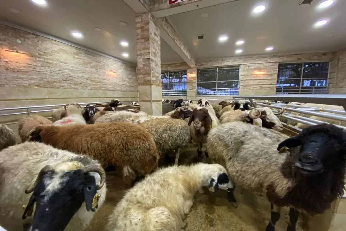 Yurtdışı Adak Bağışı Nasıl Yapılır?
