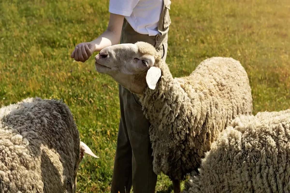 Yurtdışı Adak Bağışı Nasıl Yapılır?