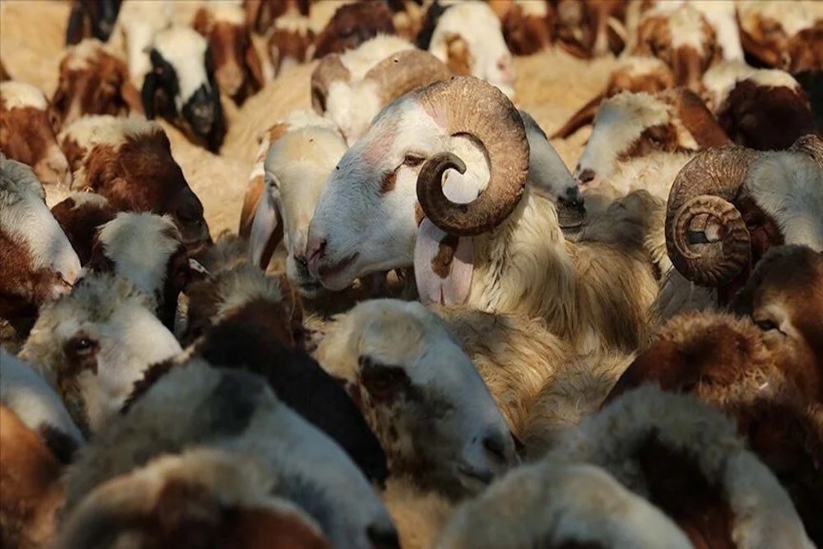 Kurban Bağışı Hakkında En Çok Merak Edilenler ve Cevapları