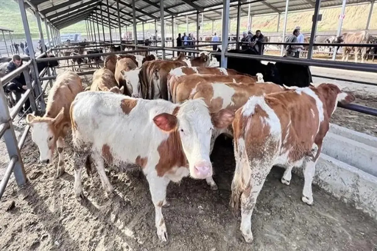 Kurban Bayramında Zekat ve Sadaka Verilir mi