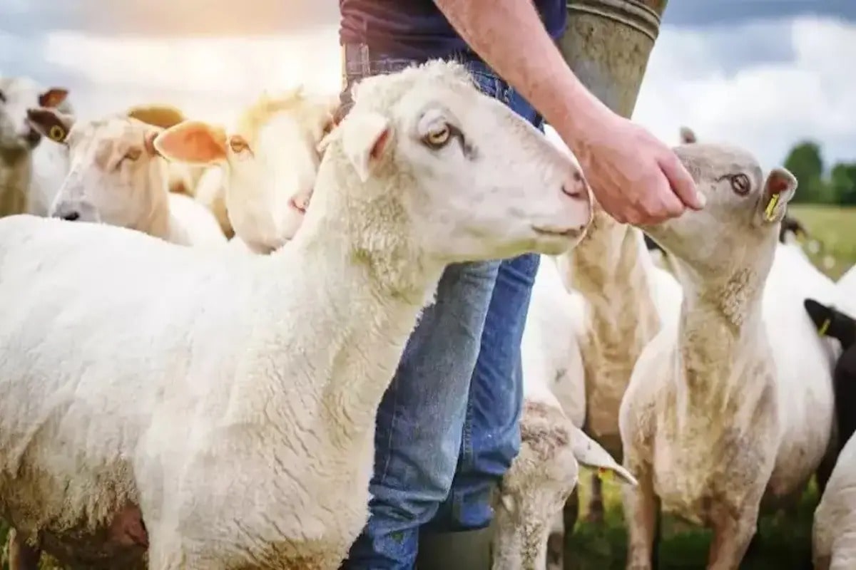 kurban kesilirken mekruh olan şeyler