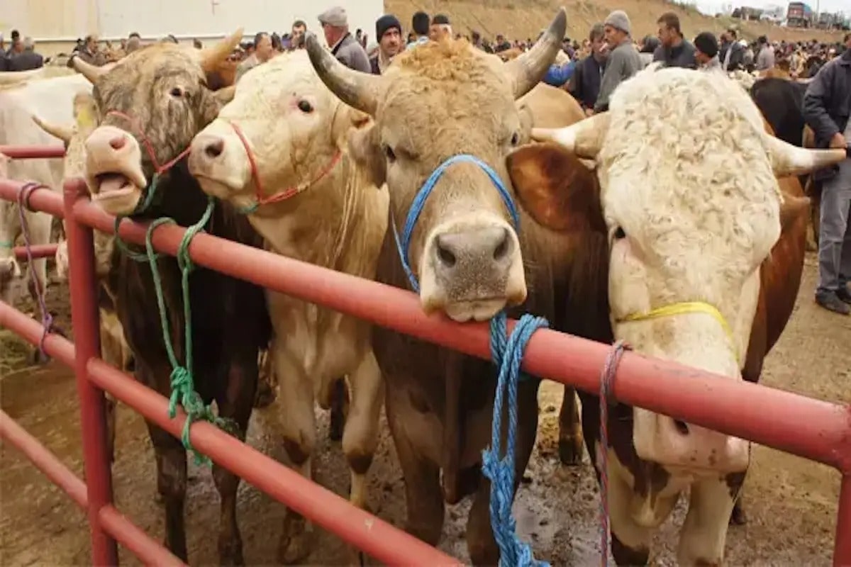 Kurban Duası Neden Önemlidir?