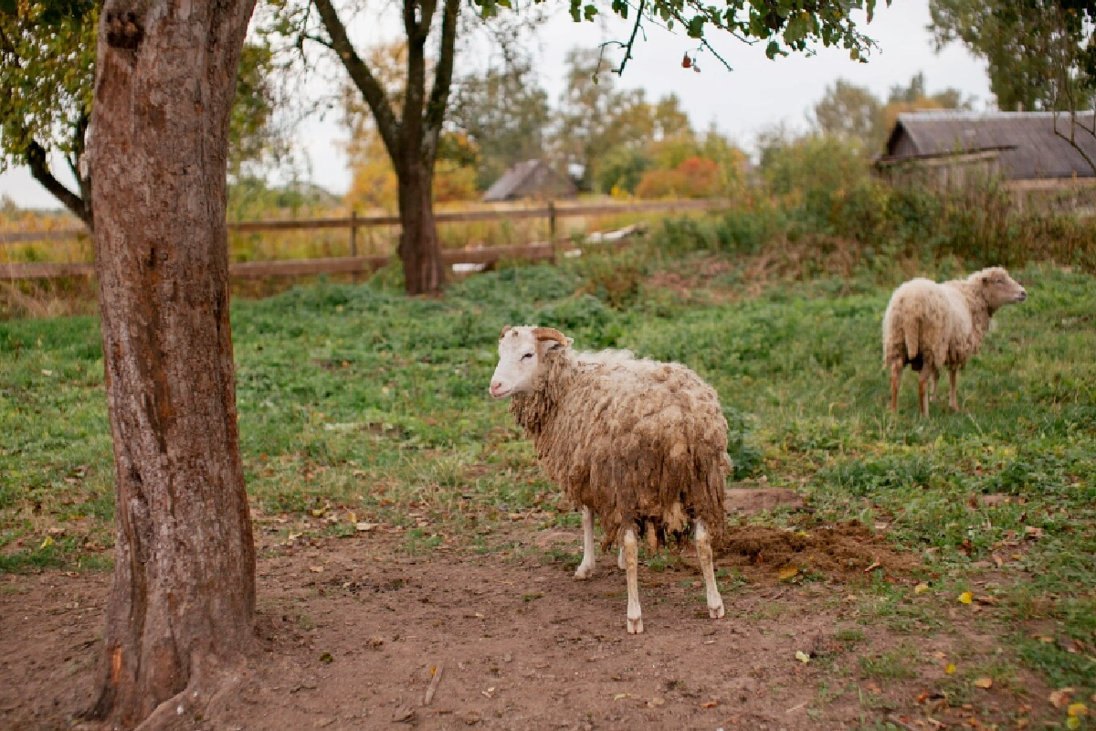 Adaklık Koyun